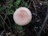 Lactarius torminosus image