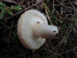 Lactarius torminosus image