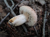 Lactarius torminosus image