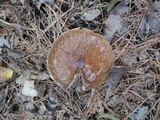 Suillus tomentosus image