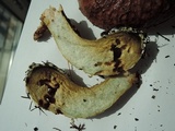 Suillus tomentosus image
