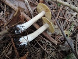 Entoloma flavifolium image