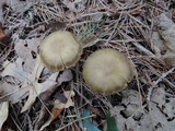 Entoloma flavifolium image