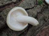 Hypsizygus marmoreus image