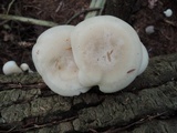 Hypsizygus marmoreus image