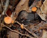 Marasmius siccus image