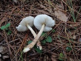 Lepiota cortinarius image