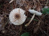 Lepiota cortinarius image