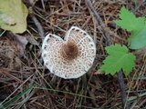 Lepiota cortinarius image