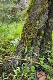 Kretzschmaria zonata image