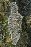 Kretzschmaria zonata image