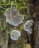 Kretzschmaria zonata image