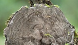 Kretzschmaria zonata image