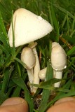 Leucocoprinus cepistipes image