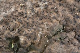 Kretzschmaria zonata image