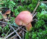 Chalciporus rubinellus image