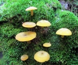 Tricholomopsis decora image