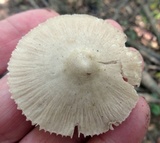 Mycena niveipes image
