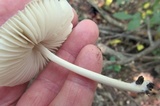 Mycena niveipes image