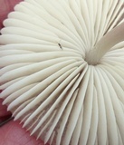 Mycena niveipes image