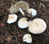 Rhodocollybia maculata image