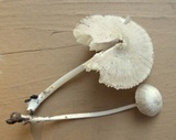 Mycena niveipes image