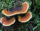 Gloeophyllum sepiarium image