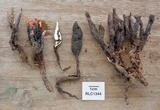 Diderma globosum image