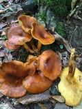 Omphalotus olearius image