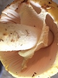 Amanita muscaria f. guessowii image