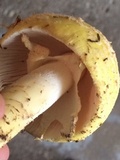 Amanita muscaria f. guessowii image