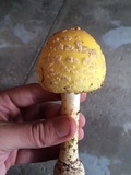 Amanita muscaria f. guessowii image