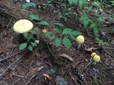 Amanita muscaria f. guessowii image