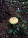 Amanita muscaria f. guessowii image