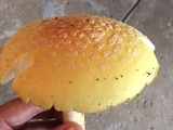 Amanita muscaria f. guessowii image