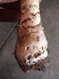 Amanita muscaria f. guessowii image