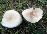 Clitopilus prunulus image