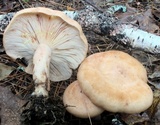 Lactarius vinaceorufescens image