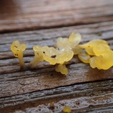 Dacryopinax spathularia image
