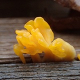 Dacryopinax spathularia image