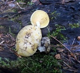 Tricholomopsis sulphureoides image