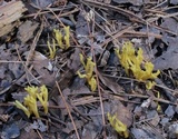 Clavulinopsis corniculata image