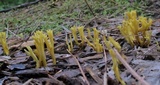 Clavulinopsis corniculata image
