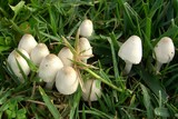 Leucocoprinus cepistipes image