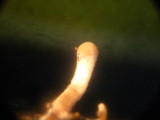 Physalacria inflata image