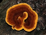 Gloeophyllum sepiarium image