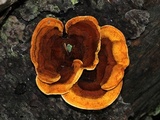 Gloeophyllum sepiarium image
