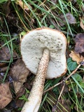 Leccinum aurantiacum image