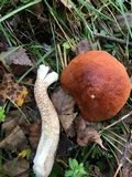 Leccinum aurantiacum image