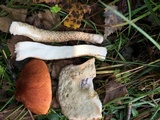 Leccinum aurantiacum image